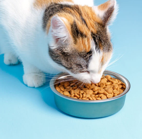 New Pet Food & Treats