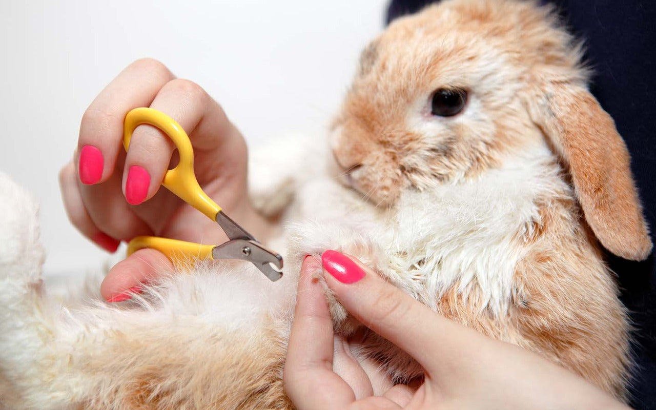 Small Animal Grooming & Health