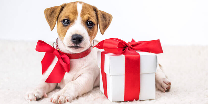 Pet-Themed Gifts