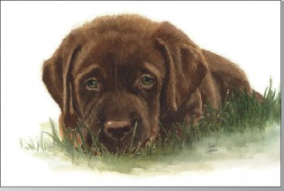 Rainbow Card Company PC300-MA Puppy Post Cards -25 Pack Max