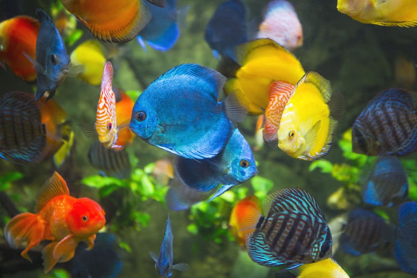 Fish & Aquatic Pet Supplies