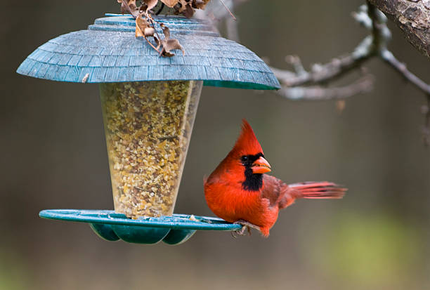 Bird Feeding Supplies