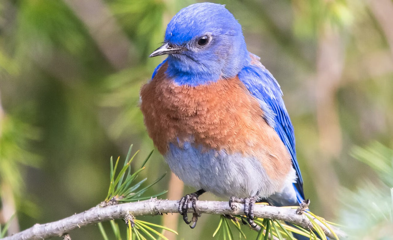 Bird Supplies & Accessories Collection