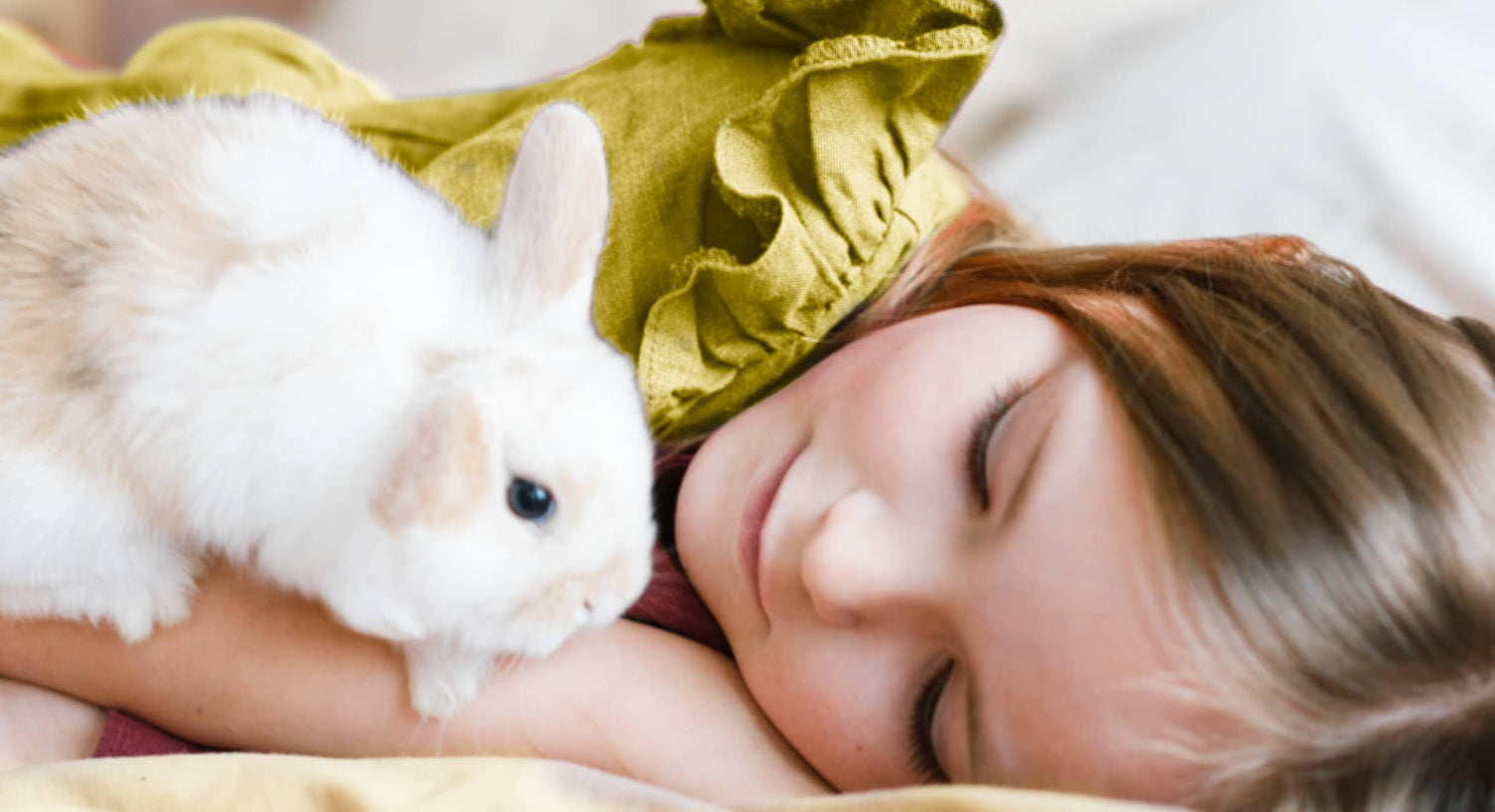 Small Pet Supplies Collection