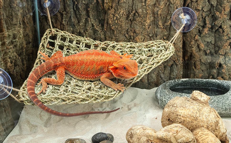 Reptile & Amphibian Accessories