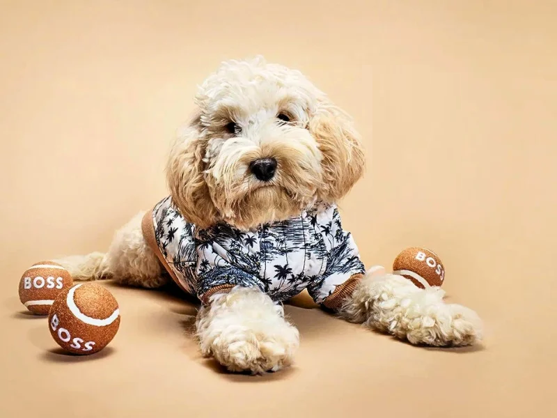 Pet Toys & Apparel Sale