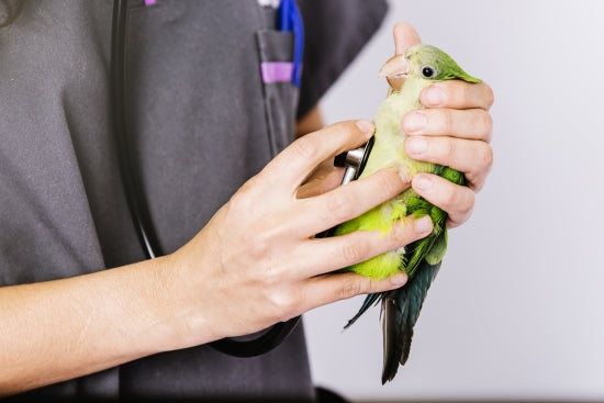 Bird Grooming & Health