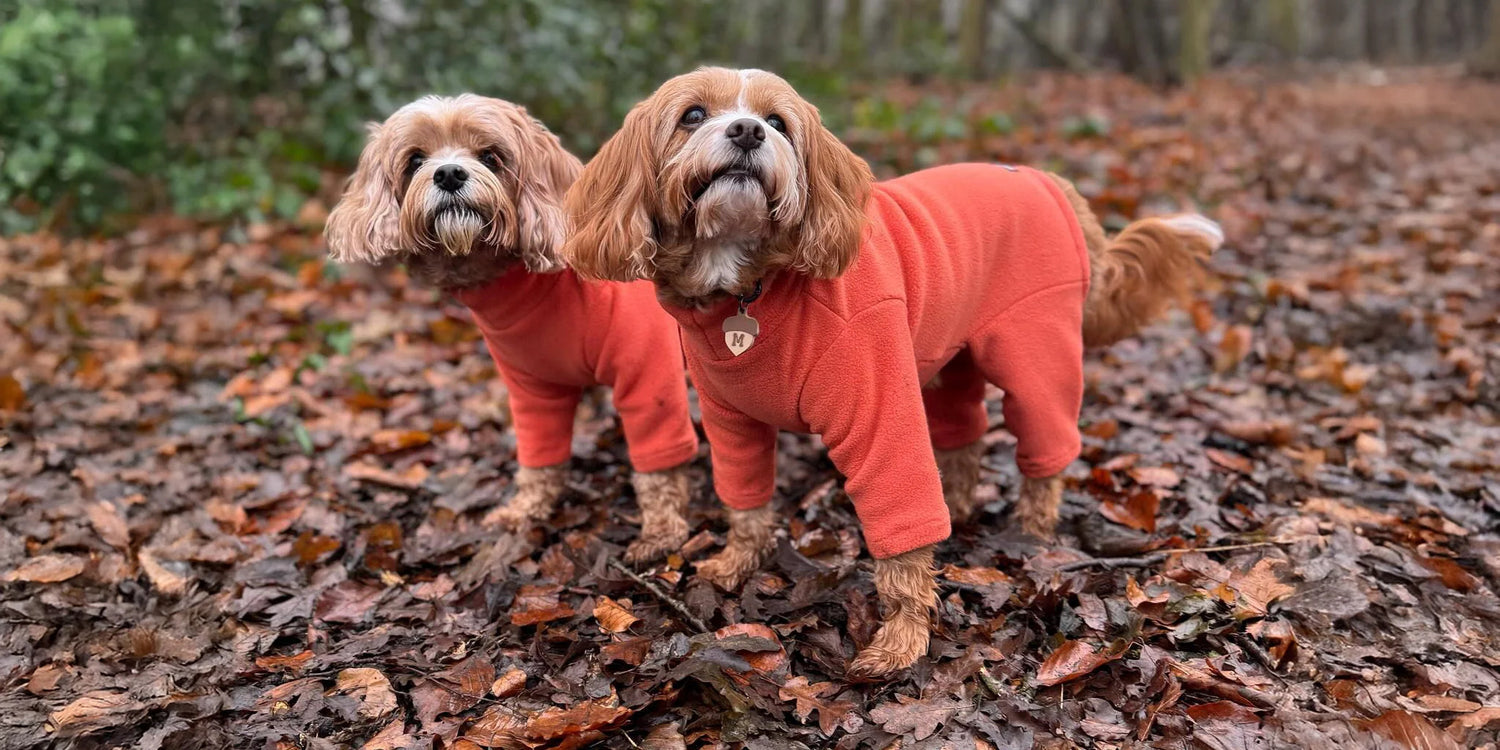 Dog Clothing Collection
