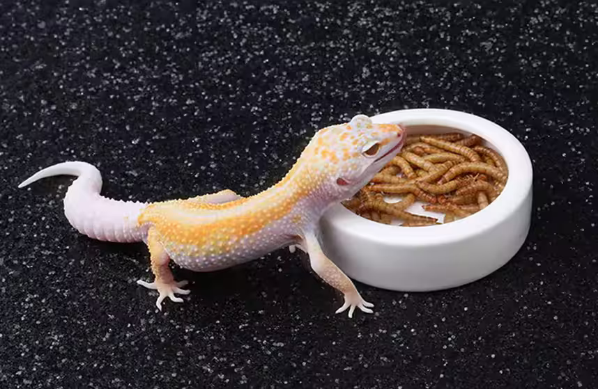 Reptile Feeding Supplies