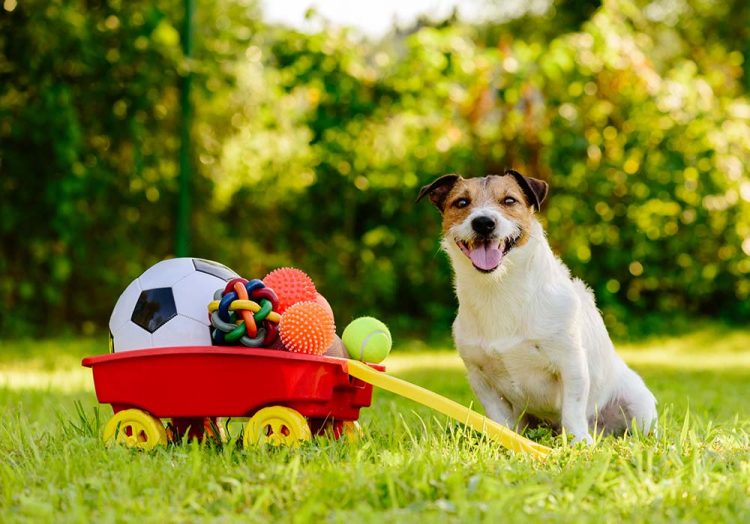 Pet Toys Collection