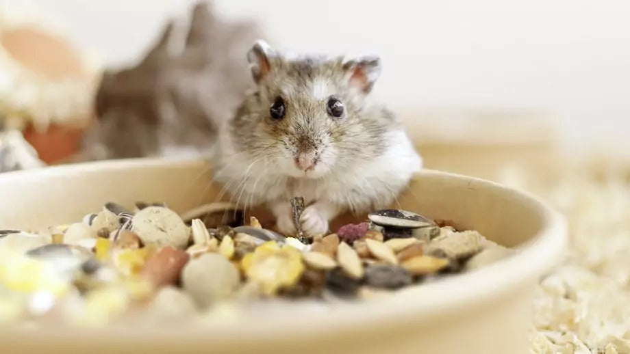 Small Animal Feeding Supplies