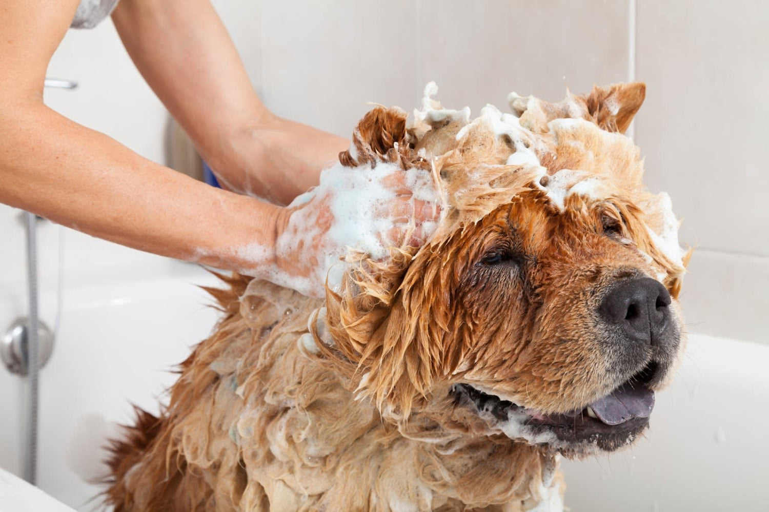 Dog Grooming & Health Supplies