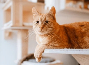 Cat Supplies & Accessories Collection