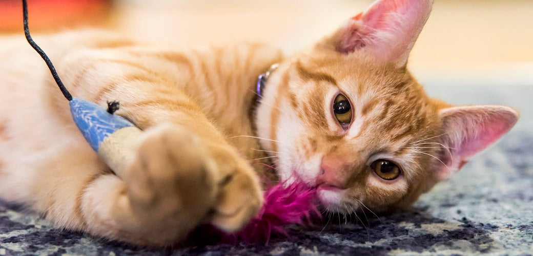 Cat Accessories Collection