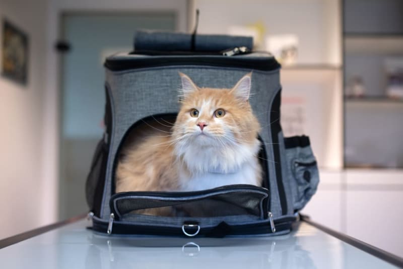 Cat Carriers & Travel Gear