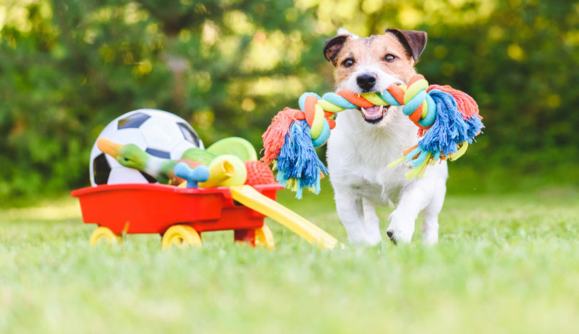 New Pet Toys & Clothing